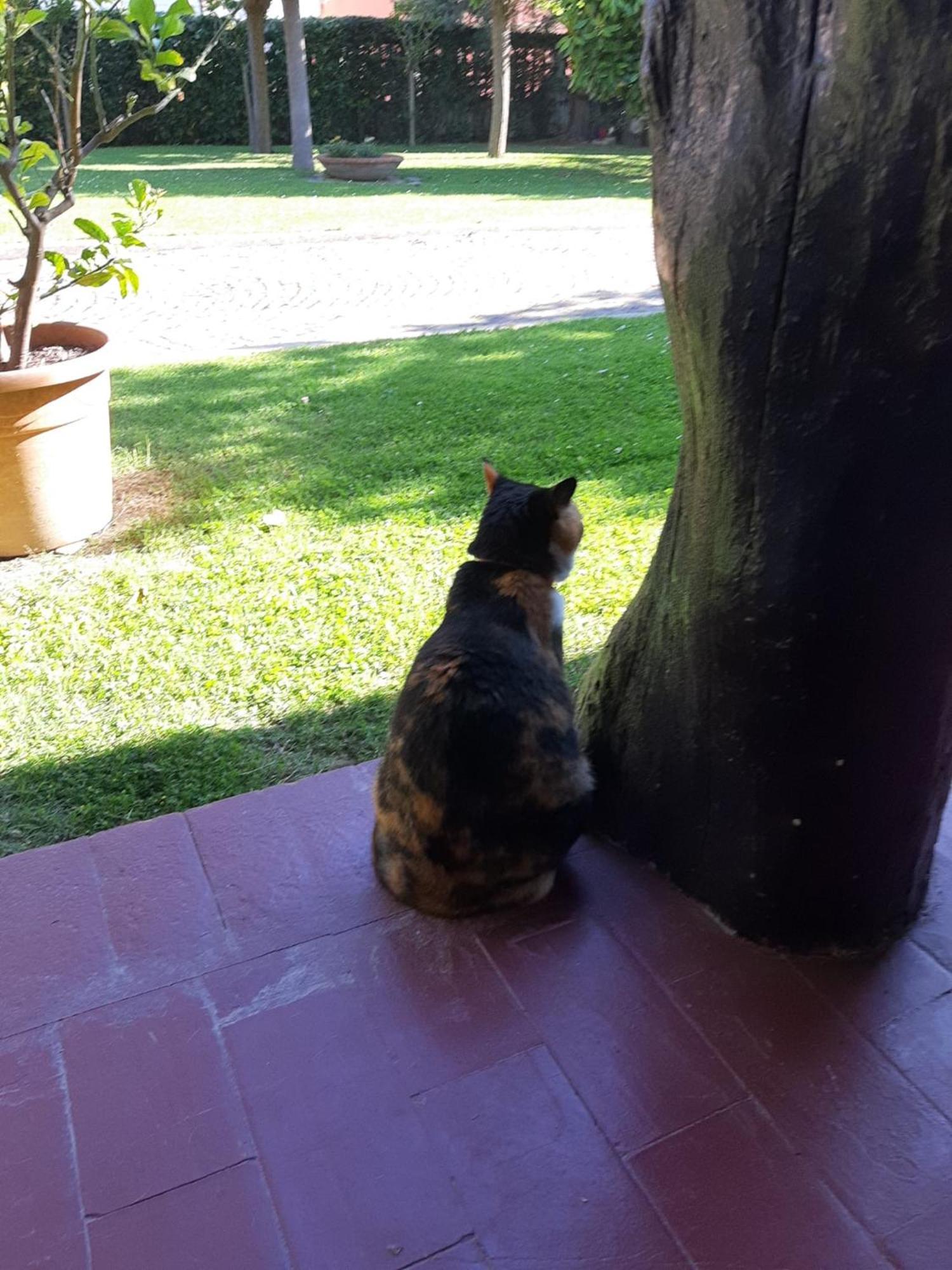 Lupidi